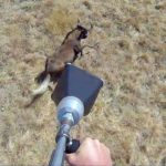 Net Gun In Action