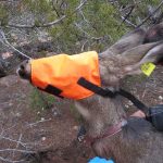 Full Face Hood On Mule Deer