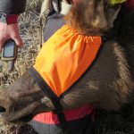 Half Face Hood On Elk Left Side
