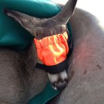 Small Half Face Hood On 7 Month Old Whitetail Deer Fawn