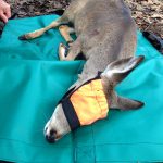 Whitetail Deer Fawn Lying On Small Carry Mat With Small Half Face Hood