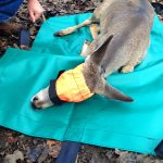 Whitetail Deer Fawn Lying On Small Carry Mat With Small Half Face Hood Top View